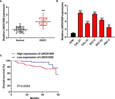 Long Non-Coding RNA LINC01929 Accelerates Progression of Oral Squamous Cell Carcinoma by Targeting the miR-137-3p/FOXC1 Axis